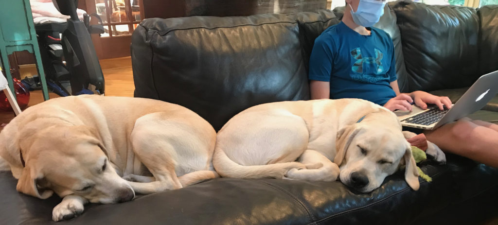 Two yellow labs asleep on the couch while a student writes on a laptop