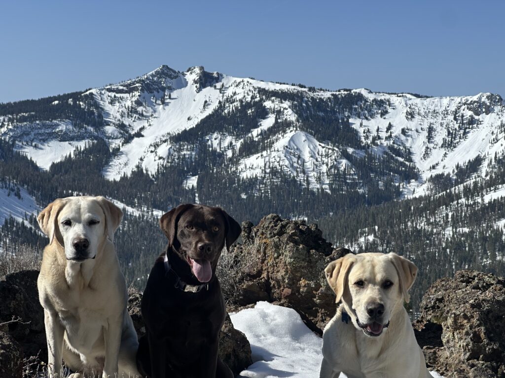 Violet, Zion, and Polar Bear sitting together on a mountaintop with snowy peaks behind