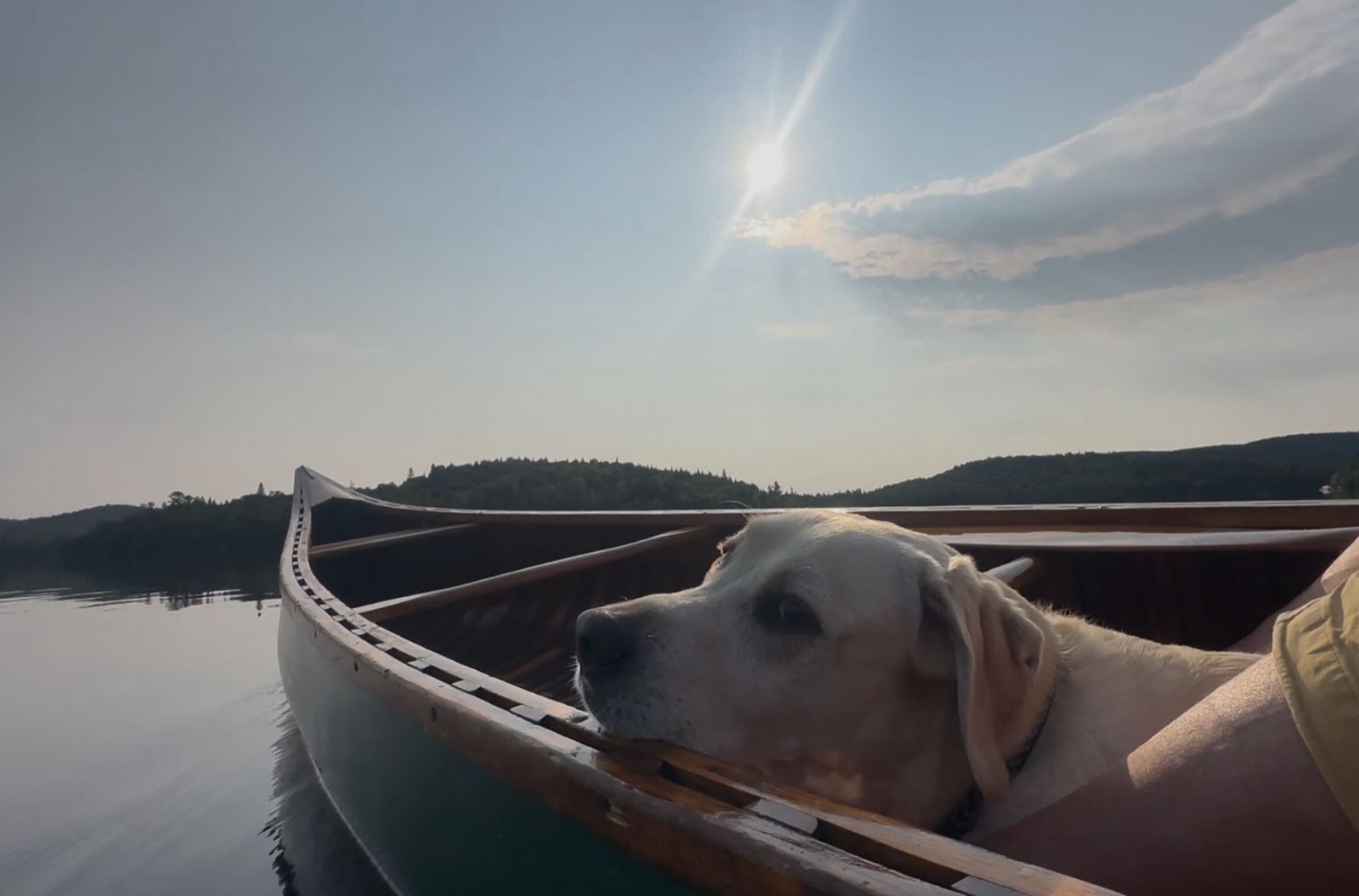 Polar Bear resting his chin on the gunwale of a wooden canoe on a still lake