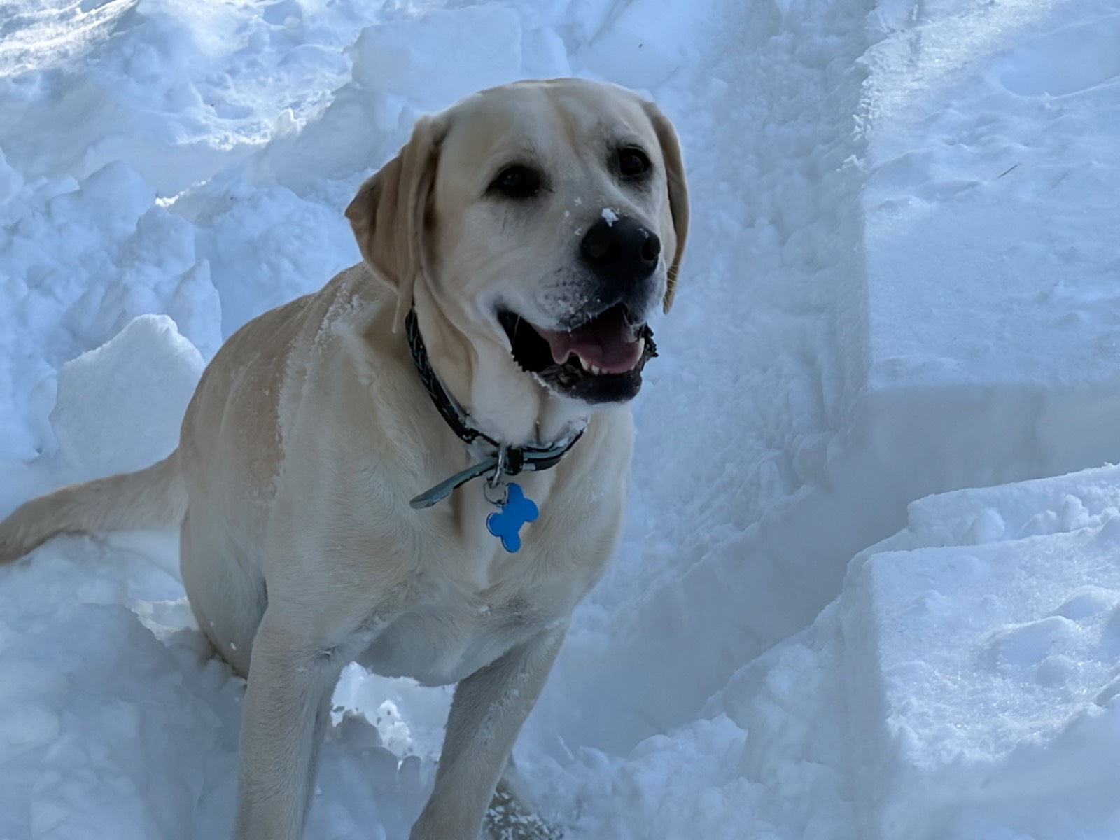 Polar Bear, a yellow lab, sitting in deep snow with a dusting on his nose