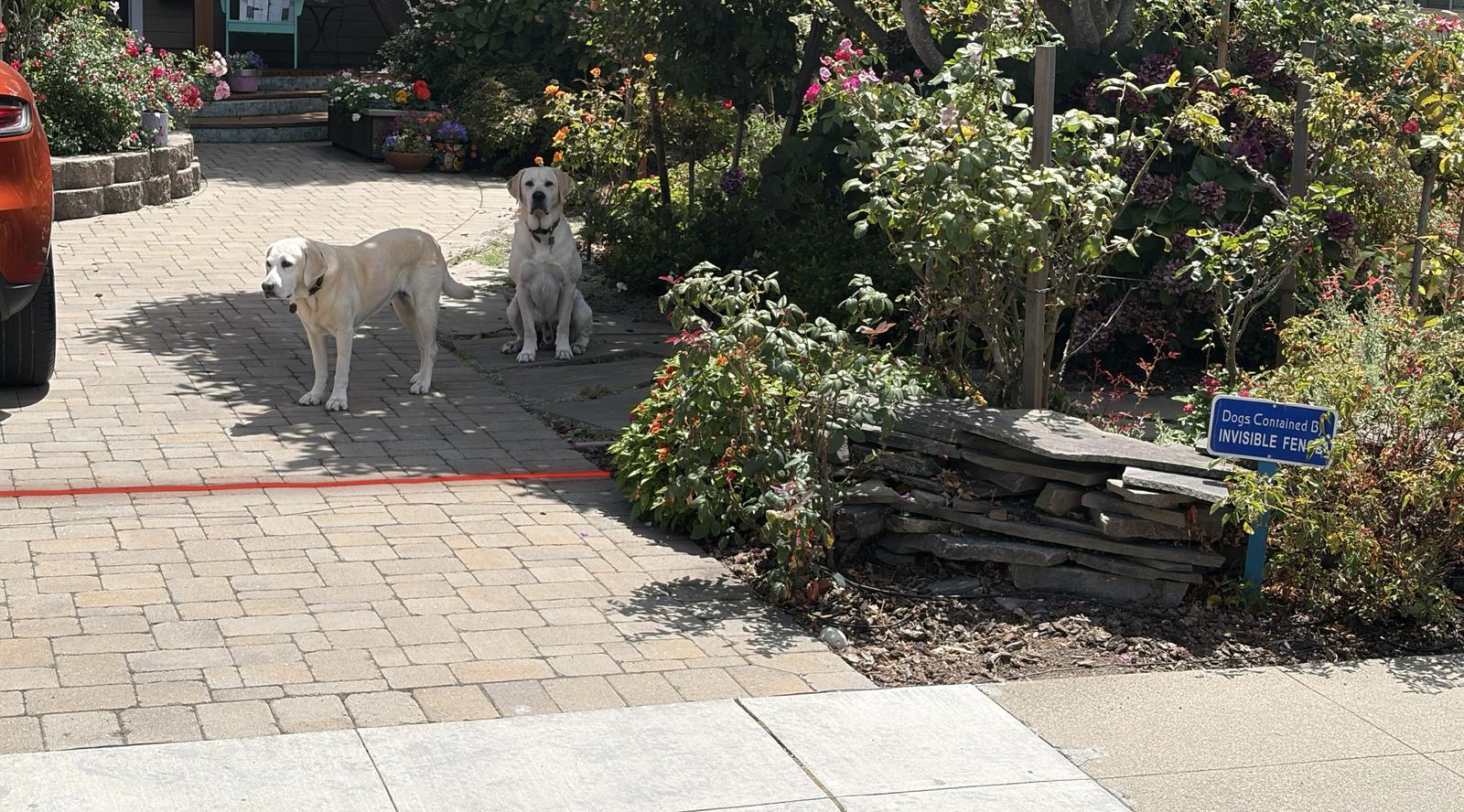 Two yellow labs on the driveway behind the red line, beside a sign reading Dogs Contained By Invisible Fence