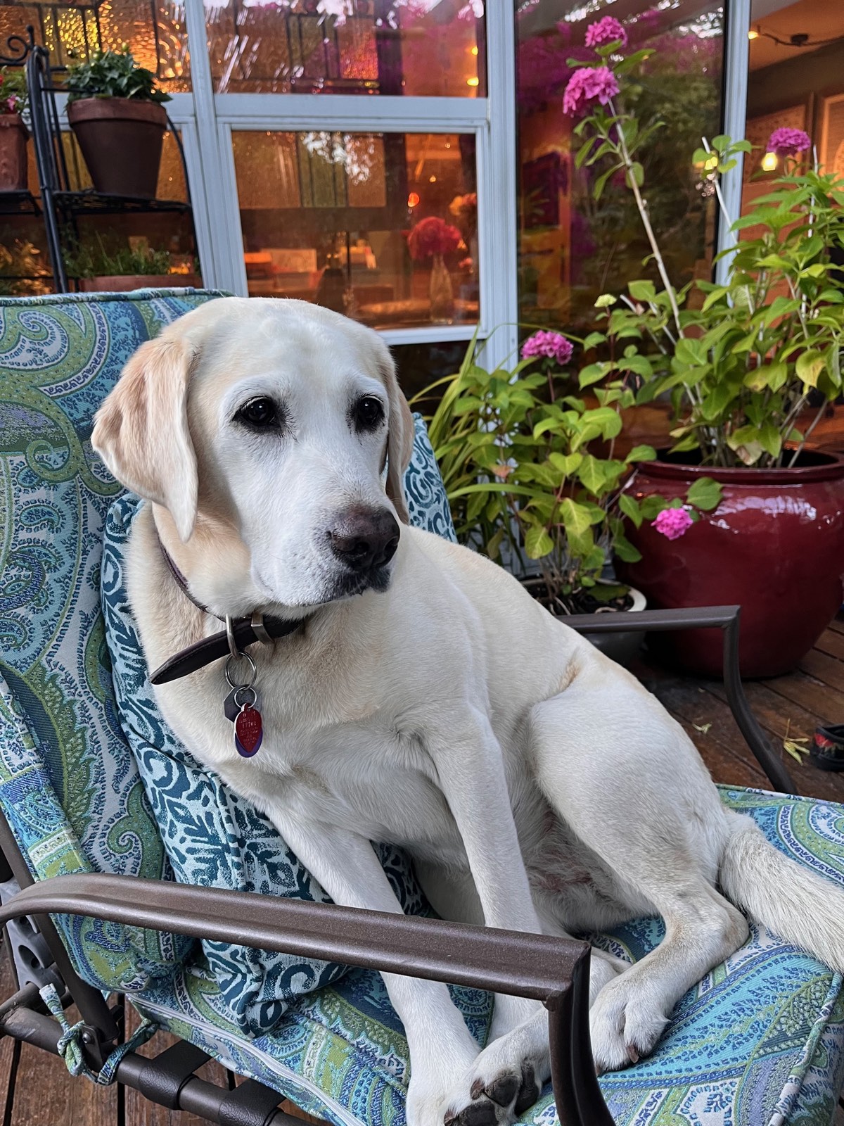 Violet, a yellow lab, sitting regally on a patio chair among the flowers