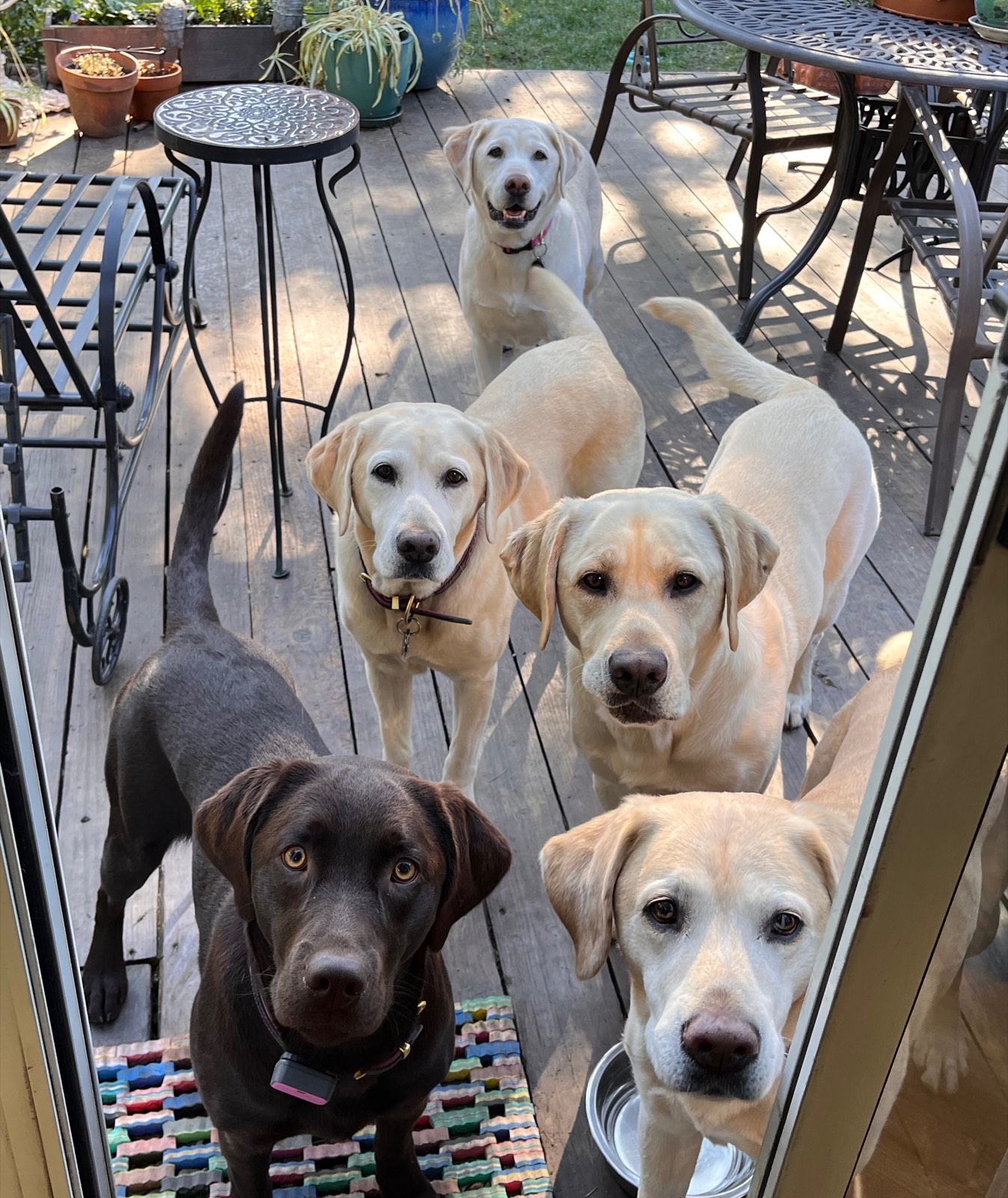 Five labs looking up expectantly from the deck outside the door